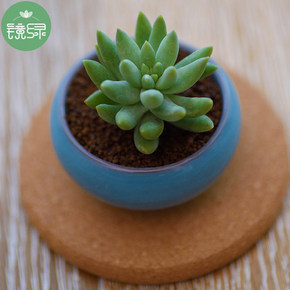 小额红包好去处# 镜绿 多肉植物玉珠帘5CM 1元包邮