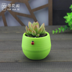 防辐射# 花怡坊 趣味绿植多肉植物组合 4.4元包邮(5.4-1券)