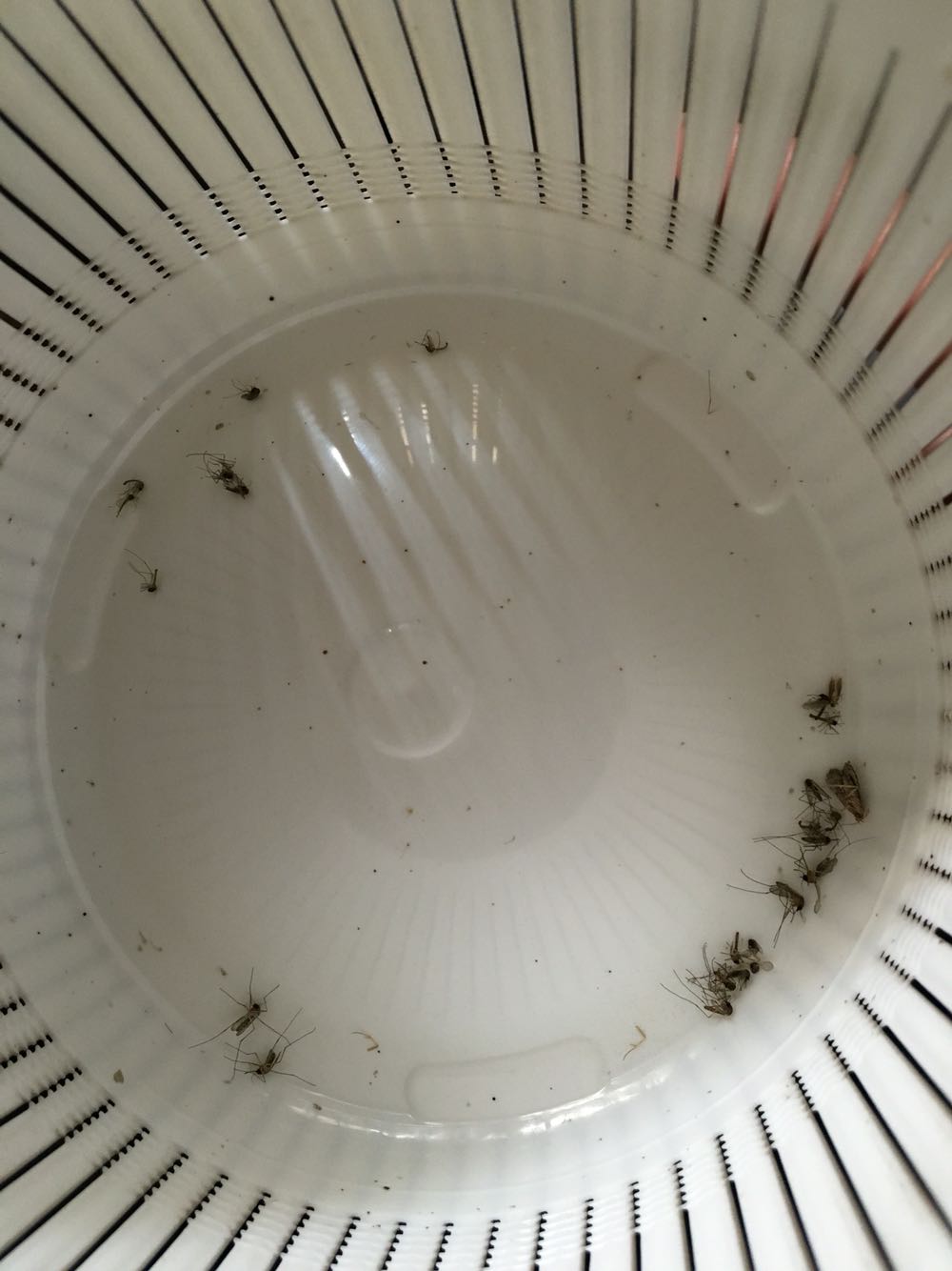 基本上每天都可以抓20只左右的蚊子，家里的蚊子实在太多，只