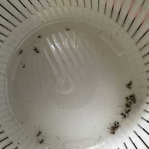 基本上每天都可以抓20只左右的蚊子，家里的蚊子实在太多，只