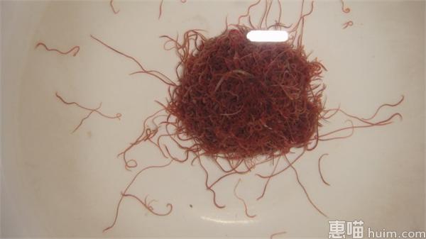 济南捞虫族臭水里淘金：每天最多赚千元 捞100斤红线虫