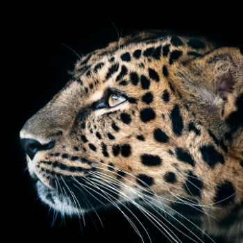 无论如何都要买