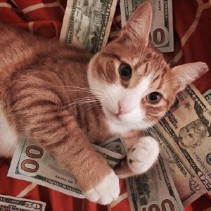猫猫猫