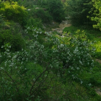 小西侠