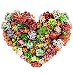 萌肉萌物# 新手多肉植物套餐【含3包土+10方盆】  12.8元包邮(17.8-5券)