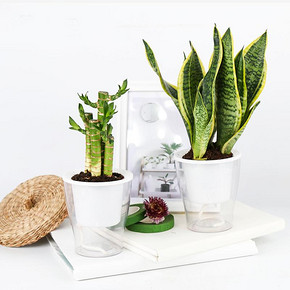 方便美观# 水培绿植小盆景室内净化发财树富贵竹  8.8元包邮(11.8-3券)