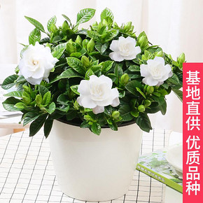 栀子花盆栽带花苞植物室内好养四季常年开花浓香花卉盆栽水培绿植 16.9元