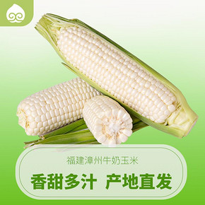 福建漳州牛奶玉米4斤 新鲜花果山水果甜玉米生吃白玉米批发包邮 32.8元