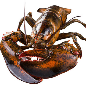 8日10点：wecook 味库 波士顿龙虾 400-500g *2件 128元包邮（合双重优惠） ￥128