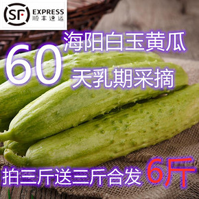顺丰 隔日达 海阳牛奶白玉黄瓜 净重约5-5.5斤 24.9元