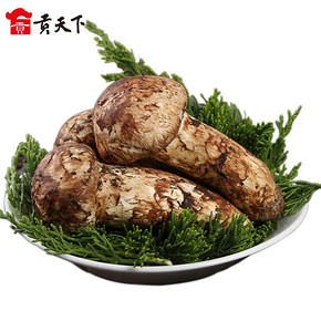 鲜货新鲜松茸500g四川甘孜州雅江新采松茸5-7厘米野山货菌菇送礼 169.9元