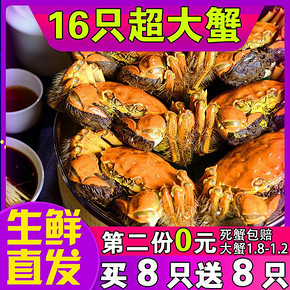 ￥69 六月黄螃蟹现货生鲜特大毛蟹公母混装鲜活大闸蟹16只