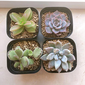 营养土养花通用型多肉专用花土家用种花种菜种植泥土绿萝有机土壤 3.7元