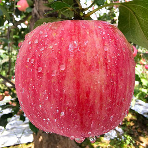 苹果水果新鲜应季红富士10斤当季 19.8元