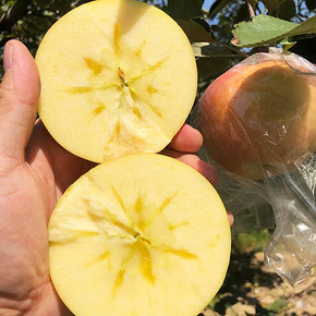 喜多鲜 冰糖心苹果 10斤 70mm(含）-75mm（不含） 16.8元包邮 ￥17