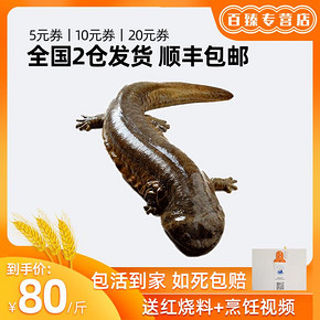 百臻 活体娃娃鱼 1斤整只 80元