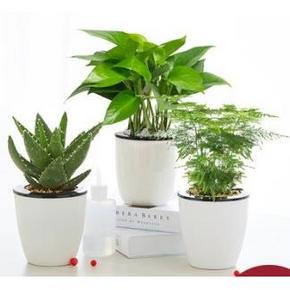 Hodo 红豆 绿萝+芦荟+文竹 3盆套装 19.9元包邮