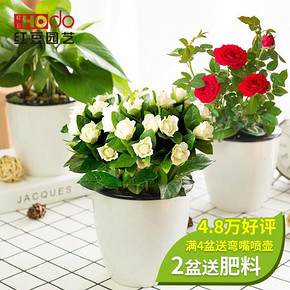 红豆（Hodo） 办公室绿植套装（绿萝+芦荟+文竹） 19.9元