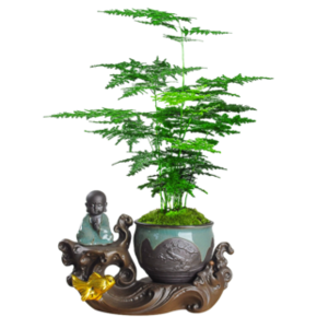 韵沃 办公室绿植文竹 10~15cm（含螺纹盆） 3.6元包邮 ￥4