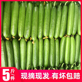 果乐兜 新鲜水果小黄瓜 5斤 24.8元