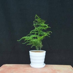 天猫 韵沃 办公室绿植文竹 10~15cm（含螺纹盆） 3.6元包邮