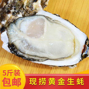 野生生蚝 黄金生蚝非乳山生蚝海蛎子海鲜水产鲜活黄海水产 28.8元