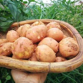 天猫 云南 红皮小土豆 马铃薯 10斤 15.6元包邮