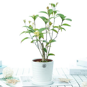 桂花树苗室内盆栽四季开花好养易活的花卉桂花盆栽四季桂 月月桂 4.9元