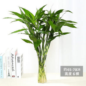 招财转运富贵竹绿萝绿植10支 7.6元包邮