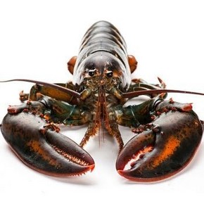 61预售：味库 活波士顿龙虾 450-550g 1只 79元包邮（需定金10元，1日1点付尾款