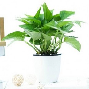 天猫 品盛 绿萝 绿植盆栽 （带吸水盆） 6.8元包邮（需用券）