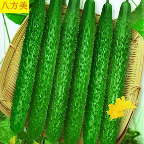 【5斤】现摘带刺长黄瓜新鲜蔬菜