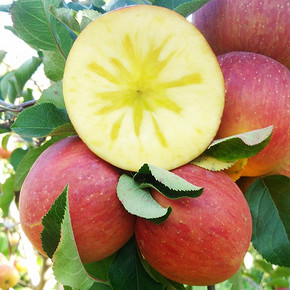 云南昭通冰糖心丑苹果新鲜净*5斤