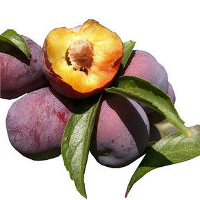 【商超品质】四川脆红李5斤大果现摘现发