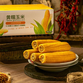 碱不落东北黄糯黏玉米220g10根黏玉米