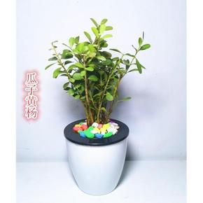 浩胜 办公室桌面绿植盆栽 3.6元包邮