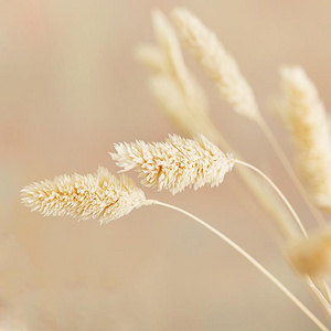 芯陌 自然风干宝石草